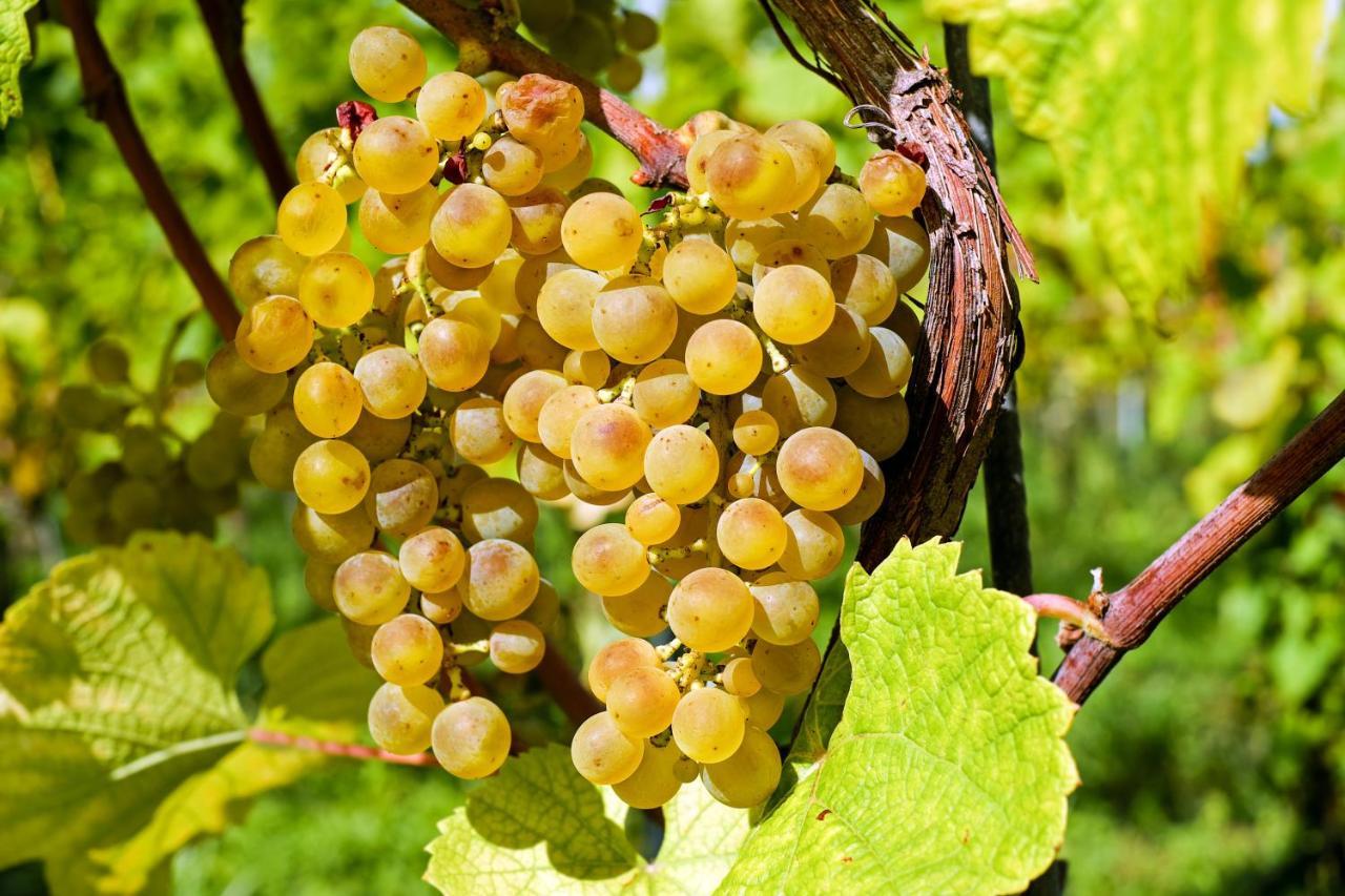 Fewo Zur Goldenen Traube Ruedesheim am Rhein Luaran gambar